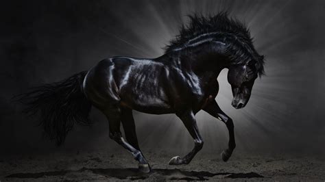 black horse wallpaper